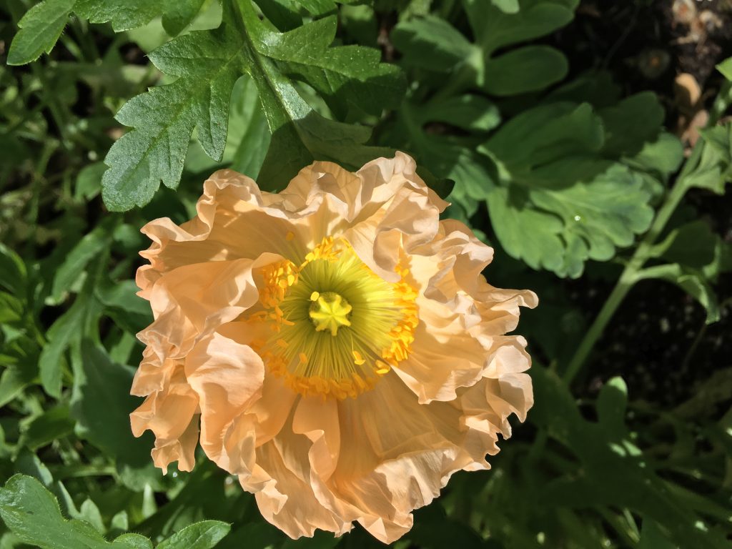 An image of a peach-colored poppy with a yellow center, grown by Folk Art Flowers in Seattle, WA. 