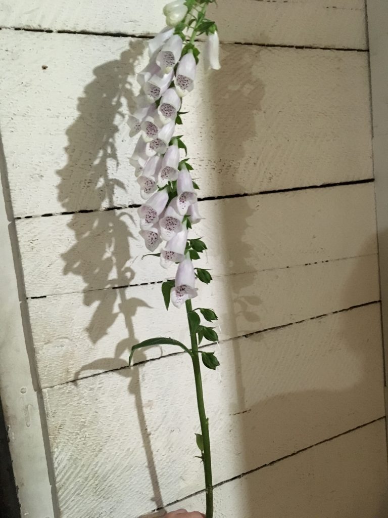 An image of a single foxglove stem, with white and purple-flecked bell-like flowers up the length of the stem. Grown by Folk Art Flowers in Seattle, WA. 