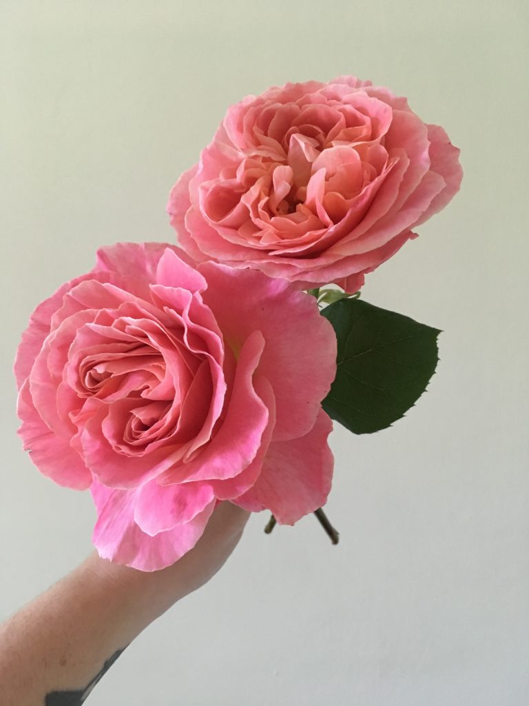 An image of two pink garden roses that are almost fully open, with swirling internal petals. Grown by Folk Art Flowers in Seattle, WA. 