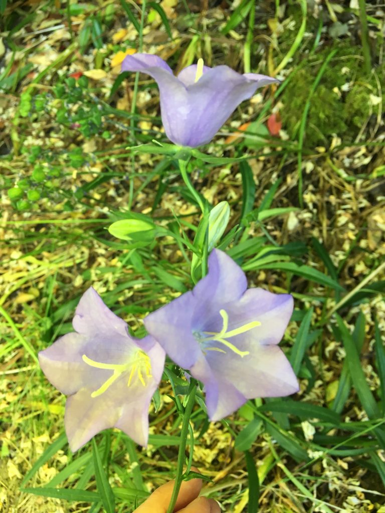 An image of campanula, a bell-shaped purple flower on long slender stems. Grown by Folk Art Flowers in Seattle, WA. 