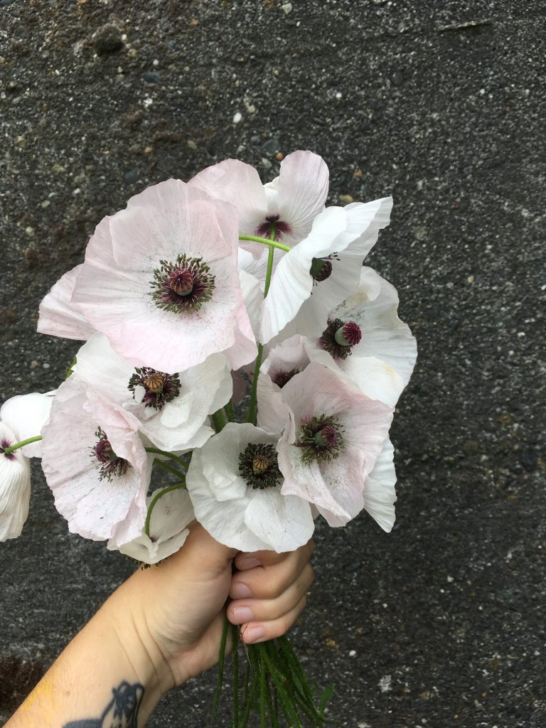 An image of a bouquet of white and slightly blush poppies against a dark background, grown by Folk Art Flowers in Seattle, WA. 