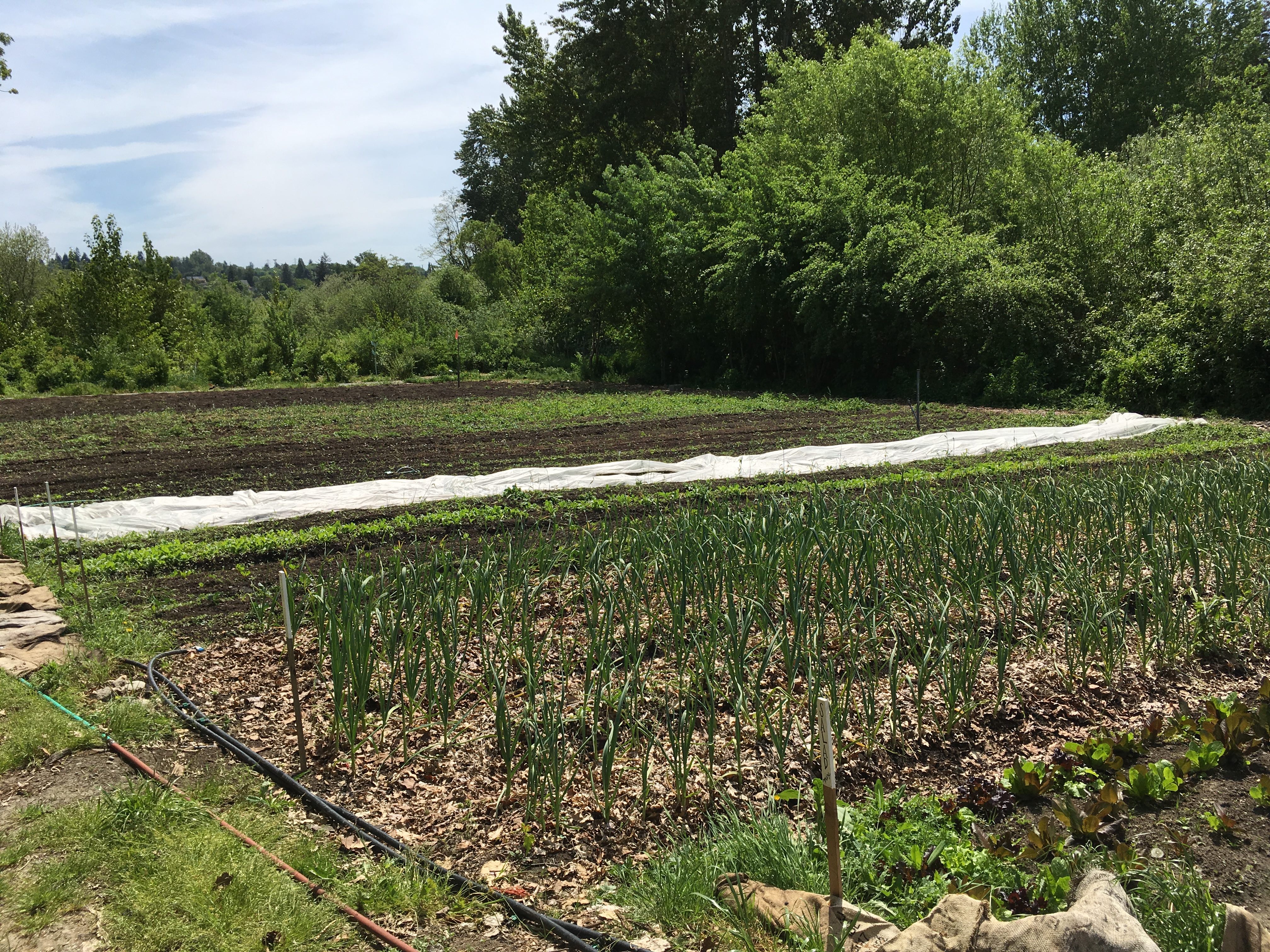 The Tilth Farm in 2019 - leeks, lettuces, and other veggies