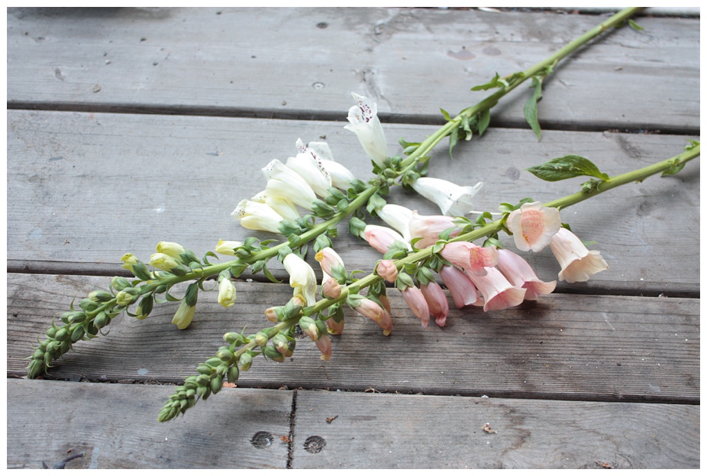 white and peach foxglove from the local flower farm on a wooden background