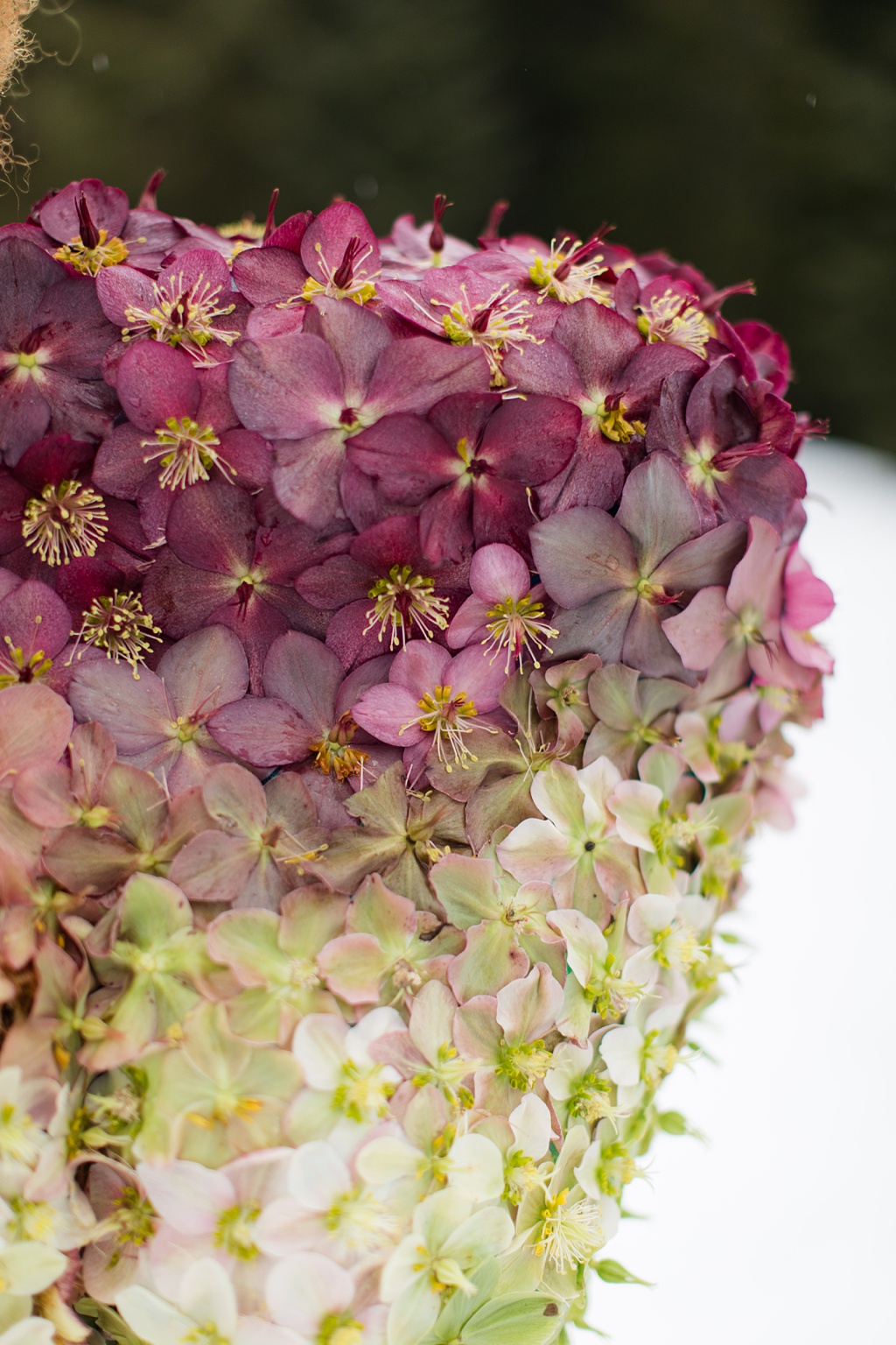 A close up of the hellebore flower color ombre on the couture dress