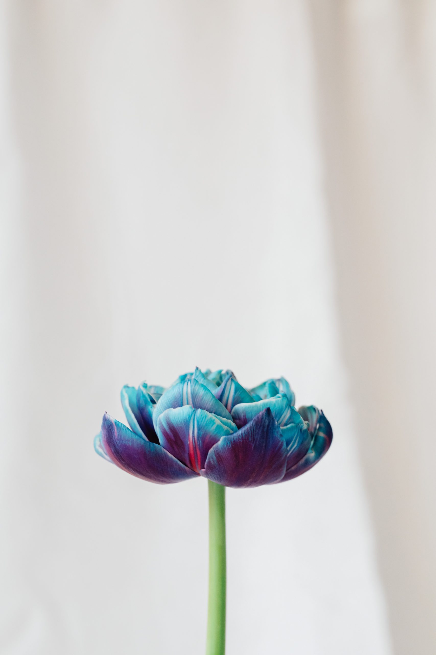a dyed blue tulip