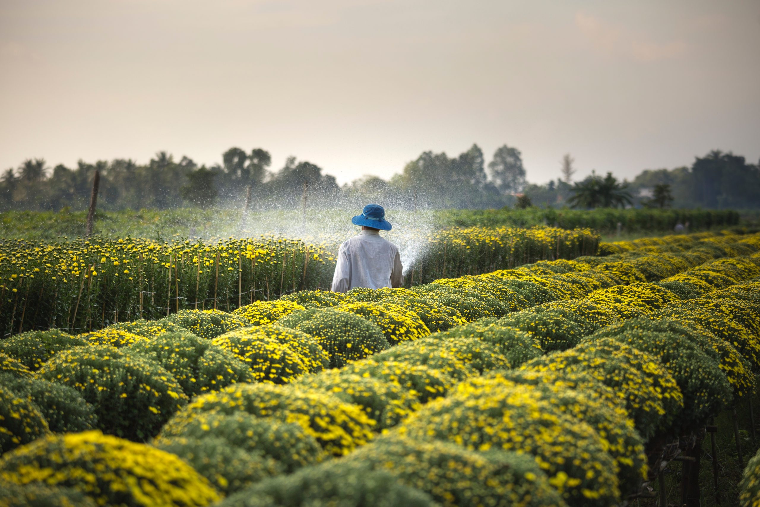 a farmer sprays a yellow mum crop